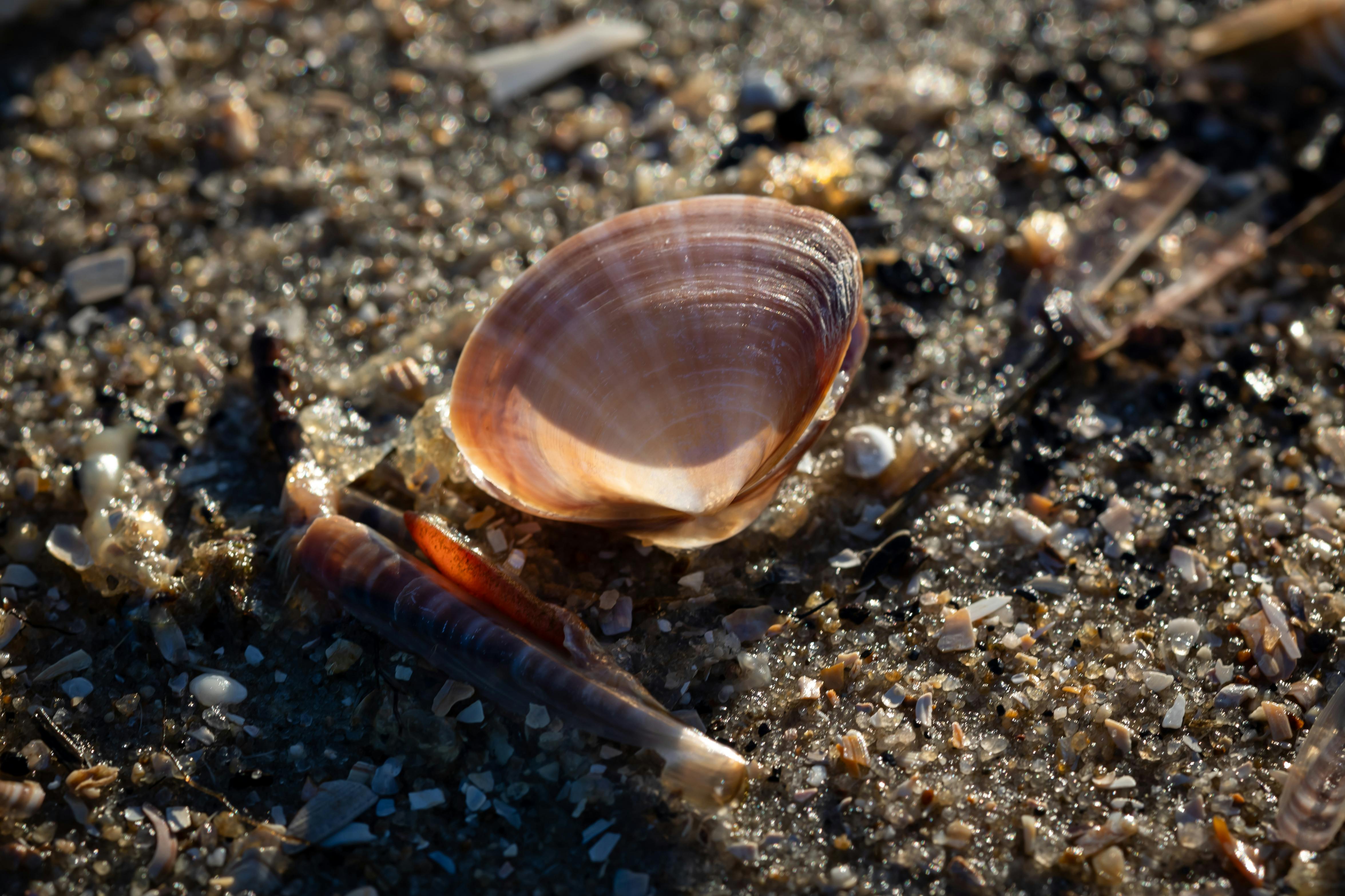 Shell Hallow A Hollow Shell – Braving Authenticity